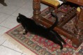 /album/gatti/tn-imgp3349-jpg/