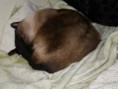 /album/gatti/imgp0403-jpg/
