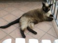/album/gatti/imgp0416-jpg/