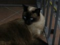 /album/gatti/imgp0420-jpg/