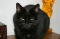 /album/gatti/a176-jpg/