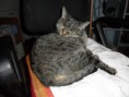 /album/gatti/sam-2269-jpg/