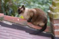 /album/gatti/a207-jpg/