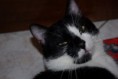/album/gatti/a6583-10201881842826157-1107114632-n-jpg/
