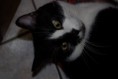 /album/gatti/a6583-10201881842946160-2125178455-n-jpg/