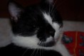 /album/gatti/a6583-10201881842986161-36846701-n-jpg/