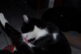 /album/gatti/a1503336-10201881376334495-718907350-n-jpg/
