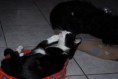 /album/gatti/a1503336-10201881376374496-491243234-n-jpg/