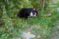 /album/gatti/a1503336-10201881376414497-1546270648-n-jpg/