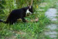 /album/gatti/a1503336-10201881376454498-1054044130-n-jpg/