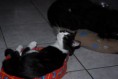 /album/gatti/a1503336-10201881376494499-1301282282-n-jpg/