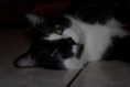 /album/gatti/a1525114-10201881383254668-1470020604-n-jpg/