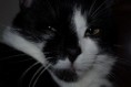 /album/gatti/a1545235-10201881402055138-1180141395-n-jpg/