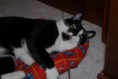 /album/gatti/a1545235-10201881402095139-958283010-n-jpg/