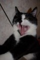 /album/gatti/a1545235-10201881402135140-136790771-n-jpg/