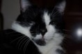 /album/gatti/a1545235-10201881402175141-1720880996-n-jpg/