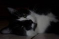 /album/gatti/a1545235-10201881402215142-324727979-n-jpg/