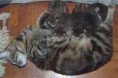 /album/gatti/a13173756-597443553748075-2293656024873676897-n-jpg/