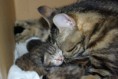 /album/gatti/imgp1662-jpg/