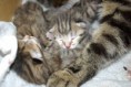 /album/gatti/imgp1663-jpg/