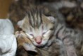 /album/gatti/imgp1664-jpg/