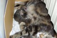 /album/gatti/imgp1667-jpg/