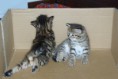 /album/gatti/imgp1672-jpg/