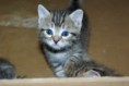 /album/gatti/imgp1674-jpg/