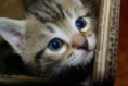 /album/gatti/imgp1677-jpg/