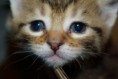 /album/gatti/imgp1678-jpg/