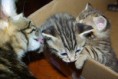 /album/gatti/imgp1680-jpg/