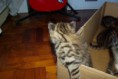 /album/gatti/imgp1682-jpg/