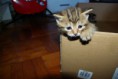 /album/gatti/imgp1684-jpg/