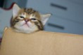 /album/gatti/imgp1686-jpg/