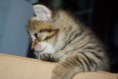 /album/gatti/imgp1687-jpg/