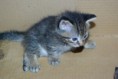 /album/gatti/imgp1694-jpg/