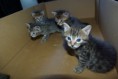 /album/gatti/imgp1695-jpg/